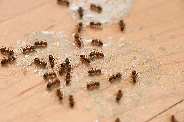 Best Affordable Pest Control Services  in Battlement Mesa, CO