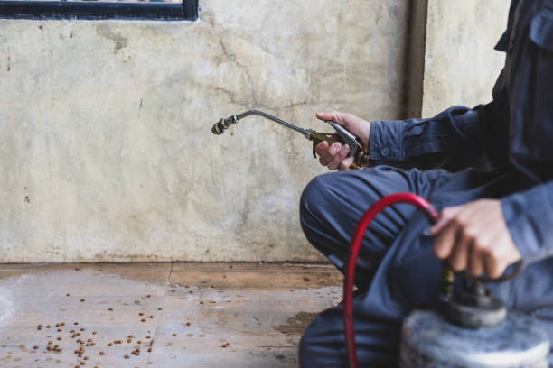 Best Pest Control Near Me in Battlement Mesa, CO